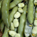 بذر باقلی برکت 1 بذر باقلی برکت