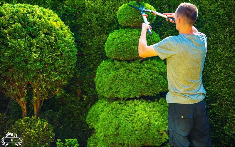 هرس و فرم دهی گیاهان در محل