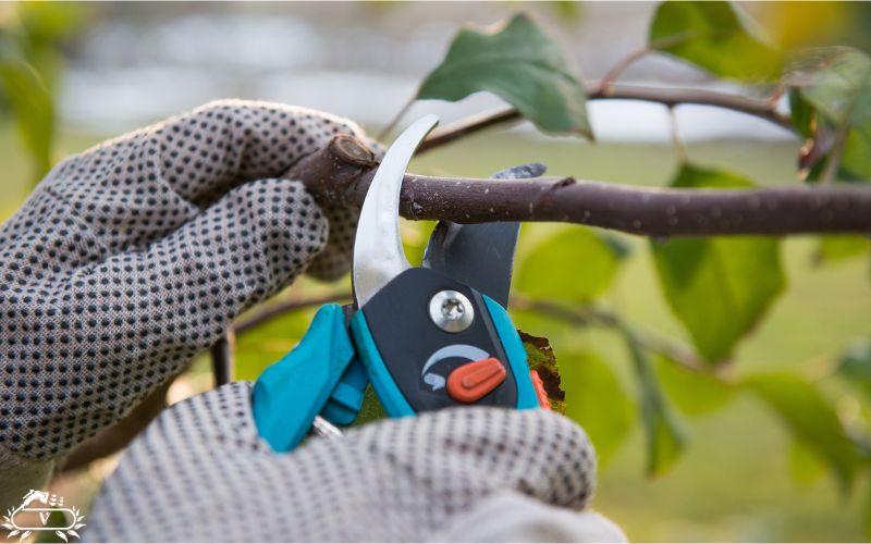 خدمات باغبانی و هرس