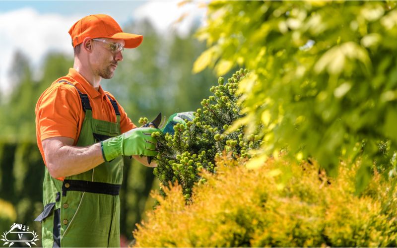 خدمات فرم دهی گیاهان در لاهیجان
