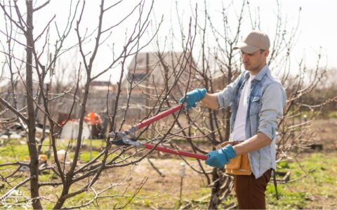 خدمات هرس درخت در رشت