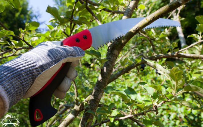 خدمات هرس درخت در فومن (2)