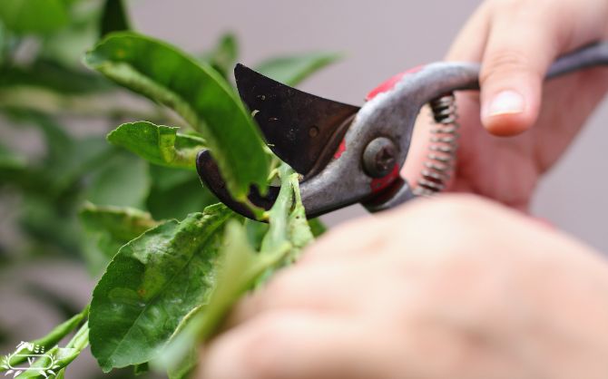 خدمات هرس درخت در فومن (2)