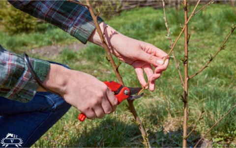 خدمات هرس درخت در فومن