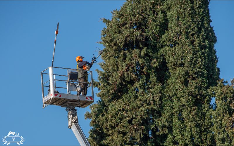 خدمات هرس درخت در لاهیجان (2)