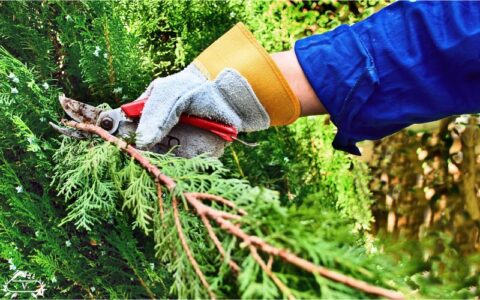 خدمات هرس درخت در لاهیجان