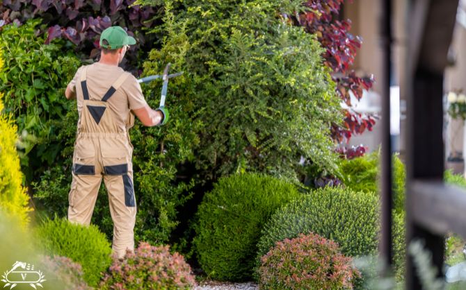 خدمات هرس فرم دهی در لاهیجان