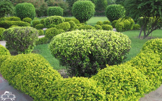 خدمات هرس و فرم دهی در فومن