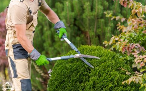 خدمات هرس و فرم دهی لاهیجان