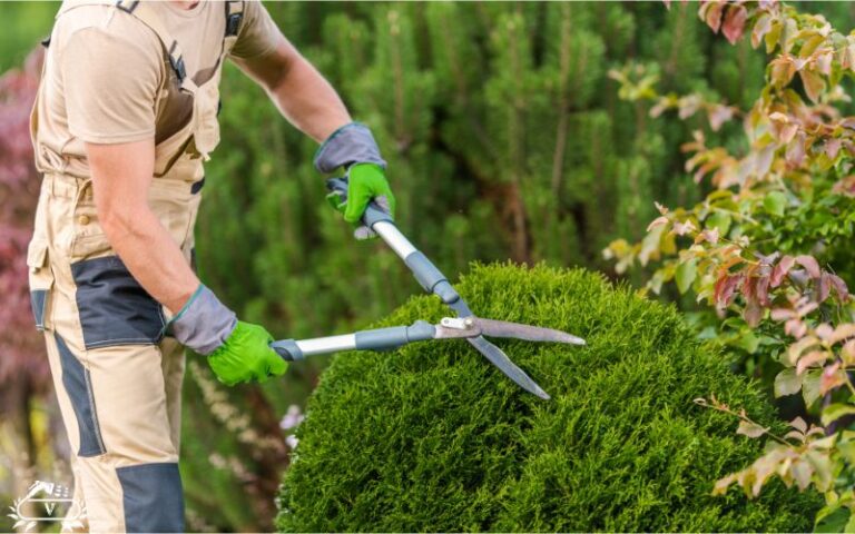 خدمات هرس و فرم دهی لاهیجان