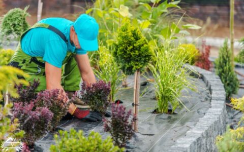 فضای سبز فومن