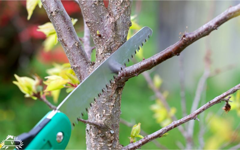 هرس درخت در رشت (1)