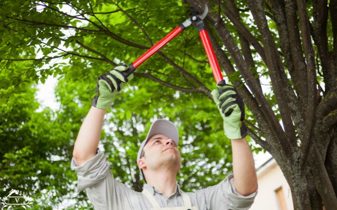 هرس درخت در رشت