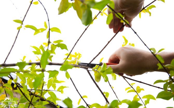 هرس درخت رشت (1)