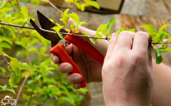 هرس درخت در رشت