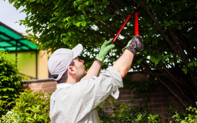 خدمات هرس درخت در لاهیجان 4 هرس درختان در لاهیجان