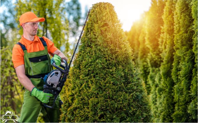 هرس فرم دهی گیاهان