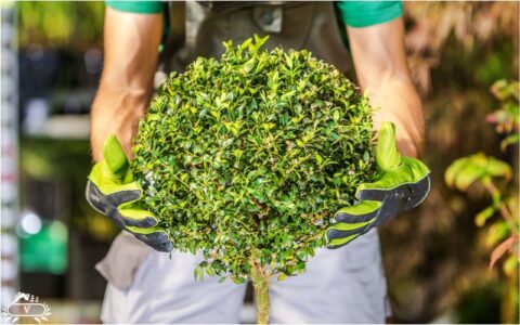 _هرس و فرم دهی گیاهان