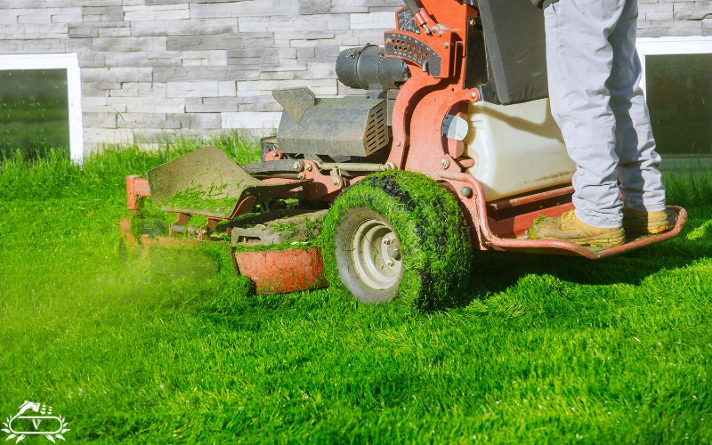 خدمات هرس چمن در لاهیجان