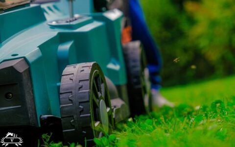 خدمات هرس چمن رشت