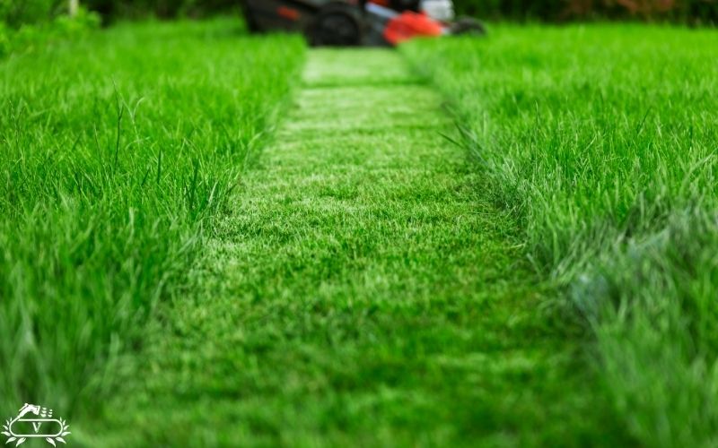 خدمات هرس چمن رشت