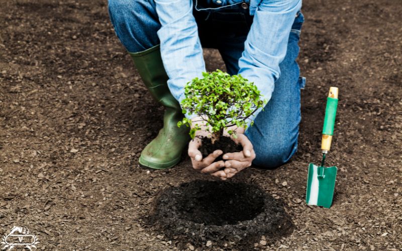 خدمات کاشت نهال