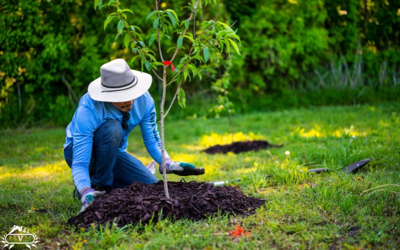 خدمات کاشت نهال