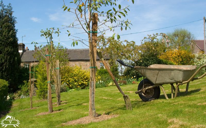 خدمات کاشت نهال