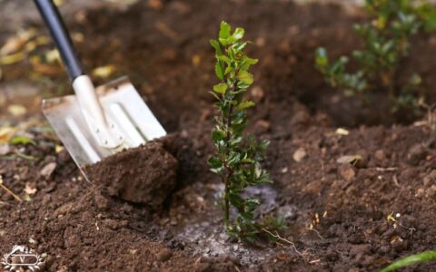 خدمات کاشت نهال