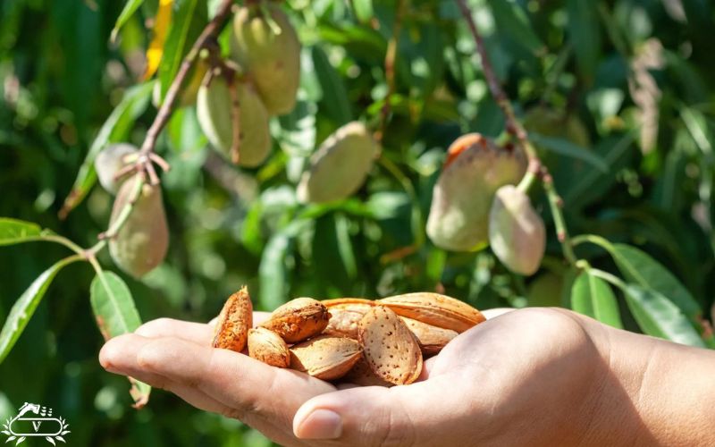 زمان سم پاشی درخت بادام