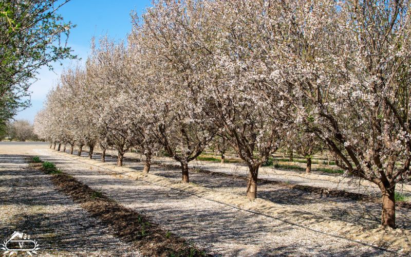 سم پاشی زمستانی درخت بادام