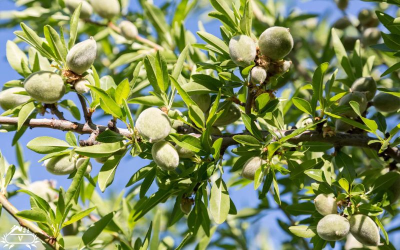 بهترین سم قارچ کش درخت بادام