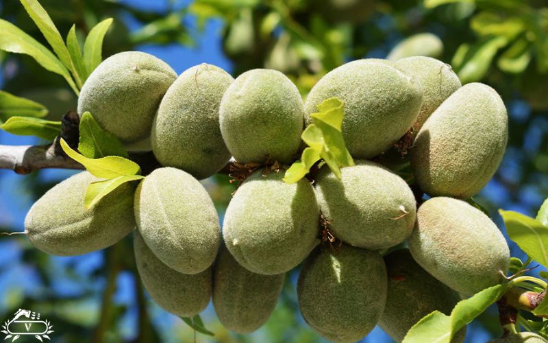 بهترین سم و بهترین زمان سم پاشی درخت بادام