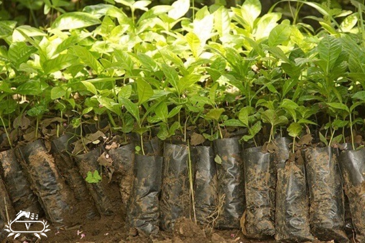 خرید نهال در رشت