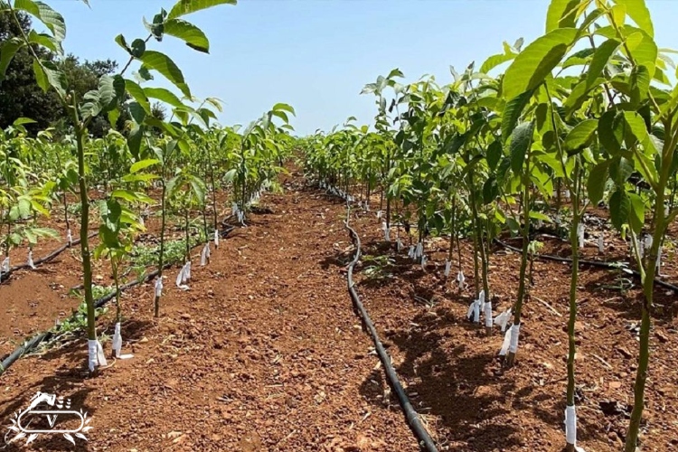 خرید نهال در رشت 3 خرید نهال رشت