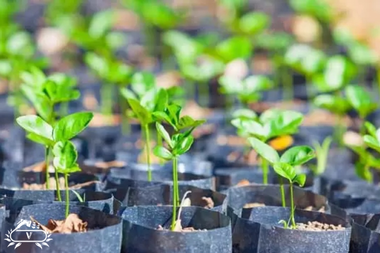 خرید نهال در رشت 2 خرید نهال رشت