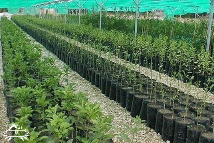 خرید نهال در رشت 4 خرید نهال رشت