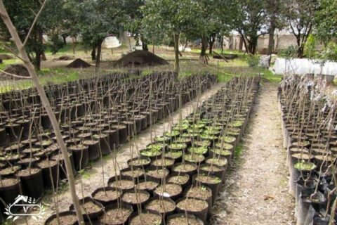 خرید نهال در رشت