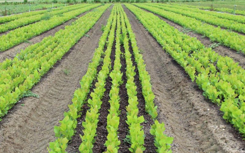 خرید نهال در فومن 2 خرید نهال در فومن