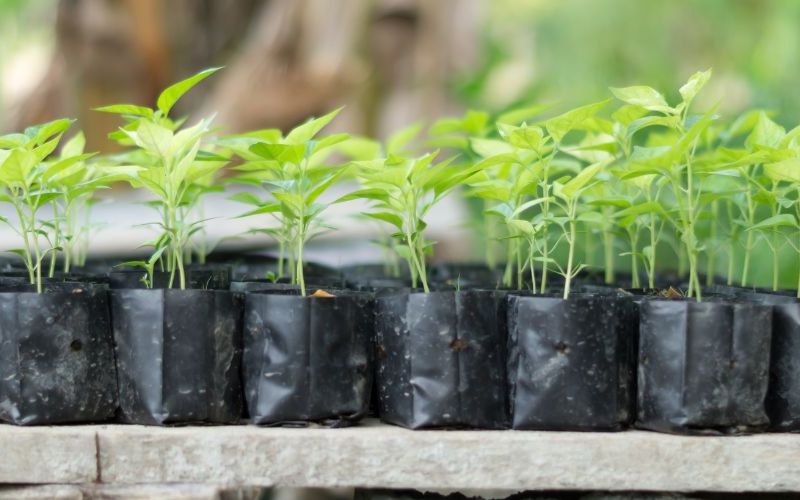 خرید نهال در فومن 4 خرید نهال در فومن