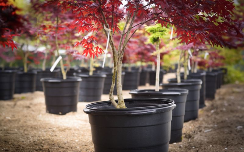 خرید نهال در فومن