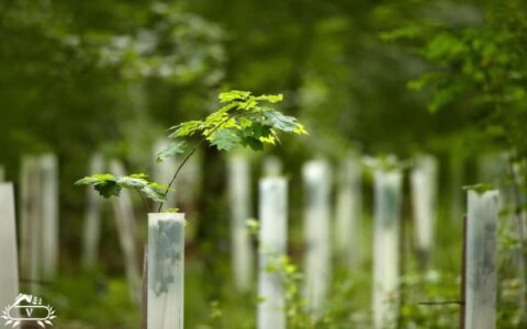 خرید نهال در لاهیجان