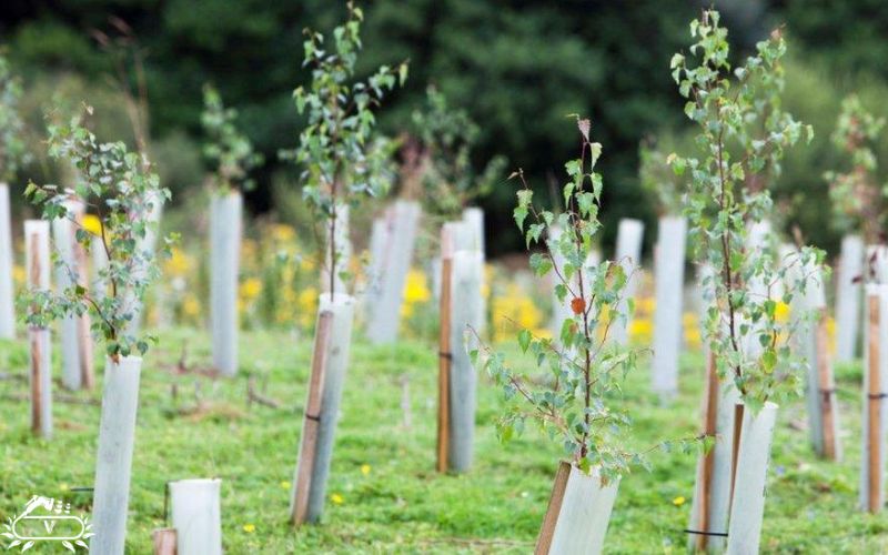 خرید نهال در لاهیجان