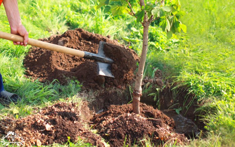 خرید نهال در لاهیجان