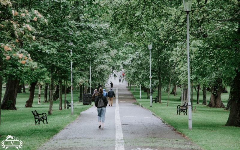 درختان مناسب