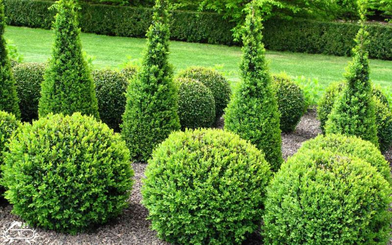 درختچه ها و بوته های زینتی