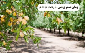زمان سم پاشی درخت بادام