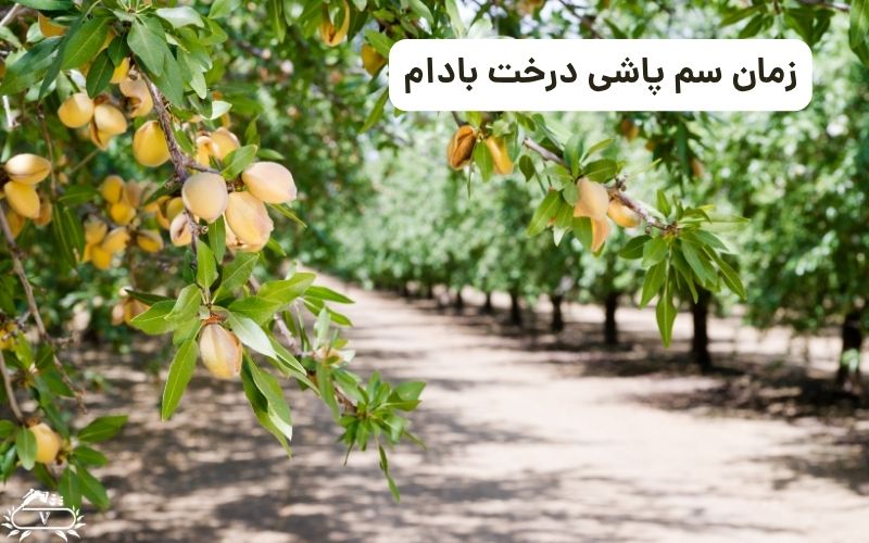 زمان سم پاشی درخت بادام