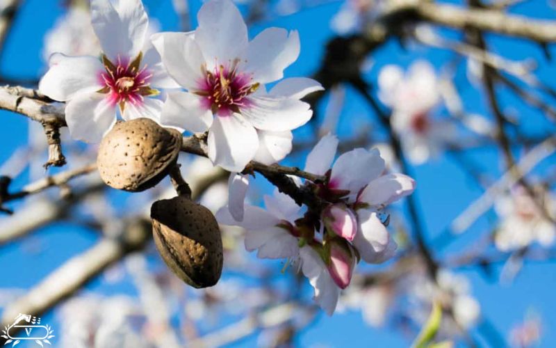 سم پاشی درخت بادام در زمان شکوفه دهی ( اسفند تا فروردین )