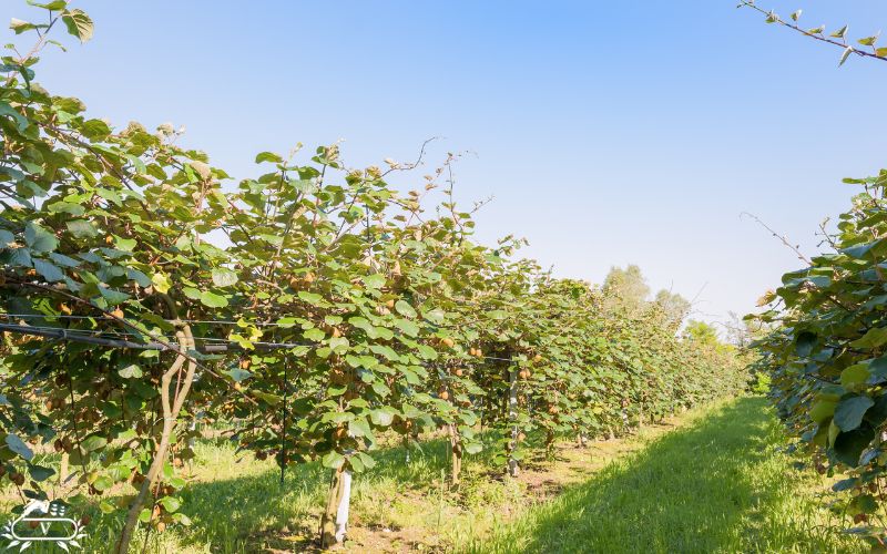 زمان ‌بندی کوددهی درخت کیوی